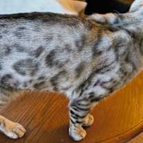 Thumbnail photo of Naula #4