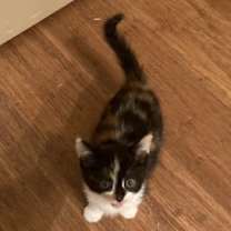 Thumbnail photo of Noel #2