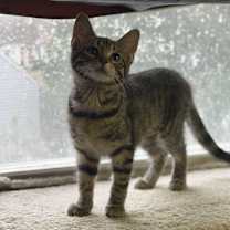 Thumbnail photo of Brooklyn #1