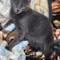 Thumbnail photo of Rocky #3