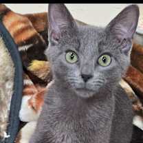 Thumbnail photo of Rocky #4