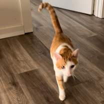 Thumbnail photo of Cheddar #1