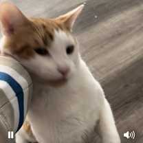 Thumbnail photo of Cheddar #2