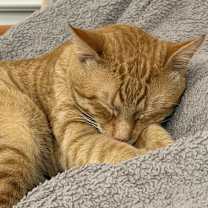 Thumbnail photo of Herring #2