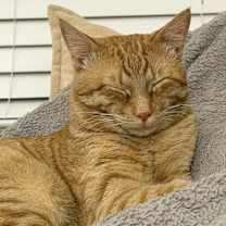 Thumbnail photo of Herring #3