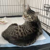 Thumbnail photo of Lynette #1