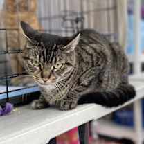 Thumbnail photo of Lynette #2