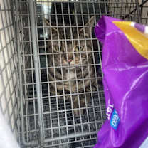 Thumbnail photo of Lynette #4