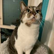 Thumbnail photo of Meowsers #1