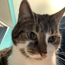 Thumbnail photo of Meowsers #2