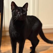 Thumbnail photo of Tofu Satay #1