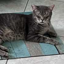 Thumbnail photo of Cameron #2