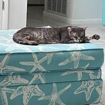 Thumbnail photo of Cameron #3