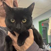 Thumbnail photo of Misty #1