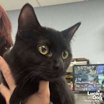 Thumbnail photo of Misty #2