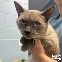 Thumbnail photo of Dallas #1