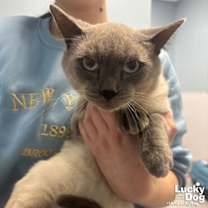 Thumbnail photo of Dallas #3