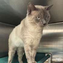 Thumbnail photo of Dallas #4