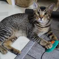 Thumbnail photo of Jett #3