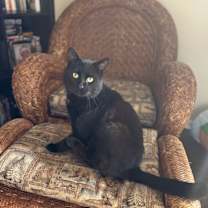 Thumbnail photo of Blackjack #2