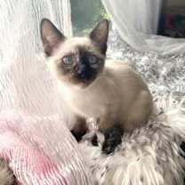 Thumbnail photo of Maisy #1