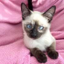 Thumbnail photo of Maisy #2