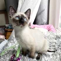 Thumbnail photo of Maisy #3