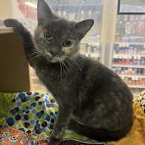 Thumbnail photo of Lucia #1