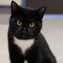 Thumbnail photo of Checkers #1