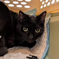 Thumbnail photo of Apollo #1