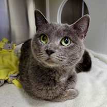 Thumbnail photo of Cool Ranch Sheeba #1