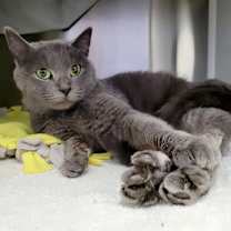 Thumbnail photo of Cool Ranch Sheeba #2