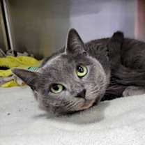 Thumbnail photo of Cool Ranch Sheeba #3