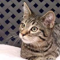 Thumbnail photo of Calvin #1