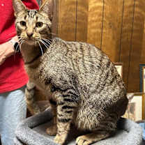 Thumbnail photo of Nutmeg #1