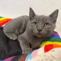 Thumbnail photo of Mora #1