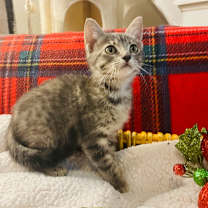 Thumbnail photo of Patchy #4