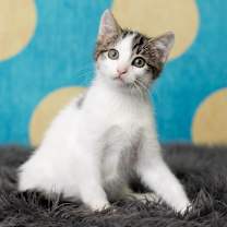 Thumbnail photo of Chilly Willy #4