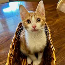 Thumbnail photo of Charmander #2