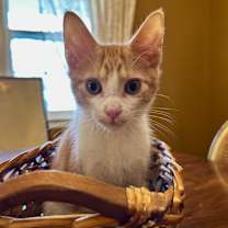 Thumbnail photo of Charmander #3