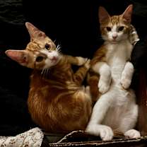 Thumbnail photo of Charmander #4