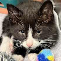 Thumbnail photo of Sinclair #2