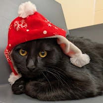 Thumbnail photo of Boscoe #1