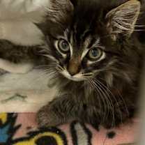 Thumbnail photo of Coquito #1