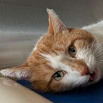 Thumbnail photo of Cream Puff #3