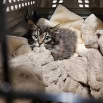 Thumbnail photo of Coquito #2