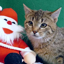 Thumbnail photo of Vex #2