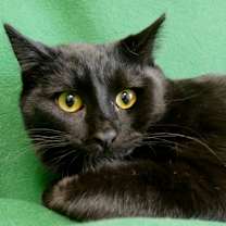 Thumbnail photo of Boscoe #3