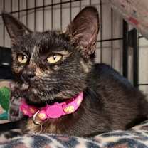 Thumbnail photo of Taffy 122025 #1