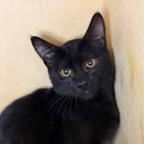 Thumbnail photo of Grady #1